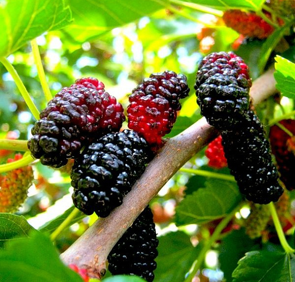 Шелковица черная